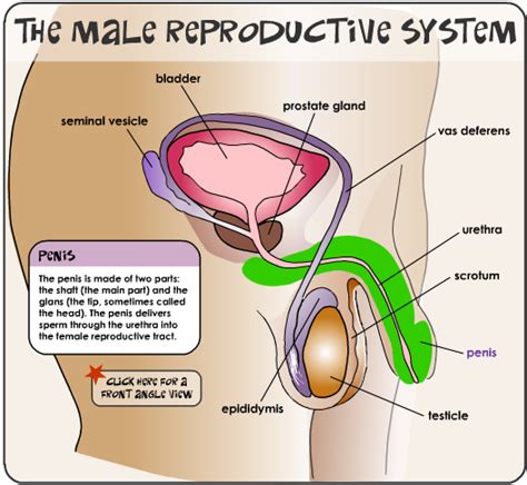 Reproductive System Mens Health Web