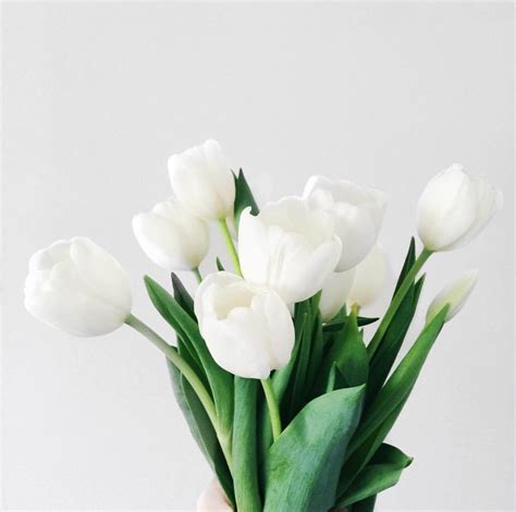 White Tulip Aesthetic References Mdqahtani