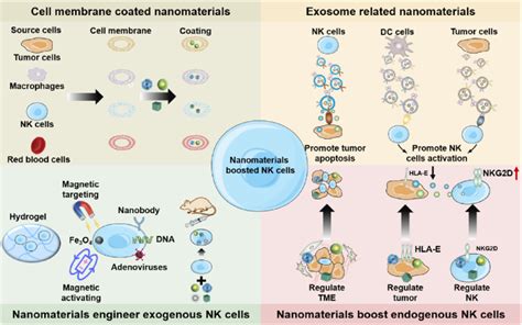 Schematic Illustration Of The Nanomaterials Boosting Nk Cell Based