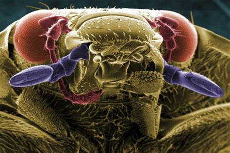 Insects Under A Microscope Pics