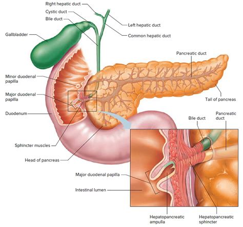 Gallbladder Location And Function Of Gallbladder
