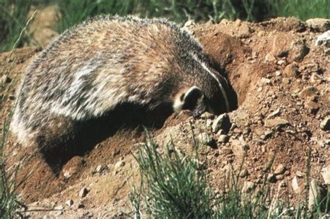 The American Badger Taxidea Taxus Wilderness Areas And Wildlife