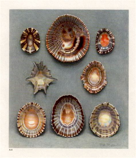 Antique Sea Shells Print Vintage 1937 Sea By Thestoryofvintage 2195