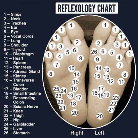 Nice Easy To Read Foot Reflexology Chart Reflexology Reflexology