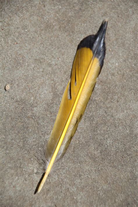 It Just Comes Naturally: A Feather for Packrat