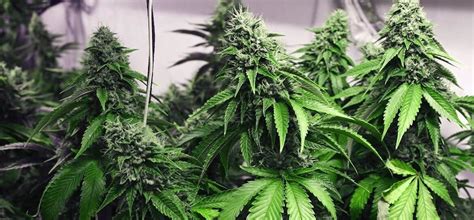 These seed banks are safe, reputable, and reliable when ordering cannabis seeds online. Advantage Of Storing Seeds In Seed Banks : What Is A Seed ...