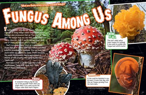 Mushrooms Fungus Among Us Nwf Ranger Rick
