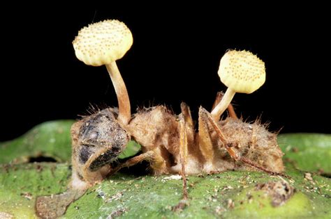 Cordyceps Fungus Growing On An Ant Photograph By Dr Morley Read Pixels