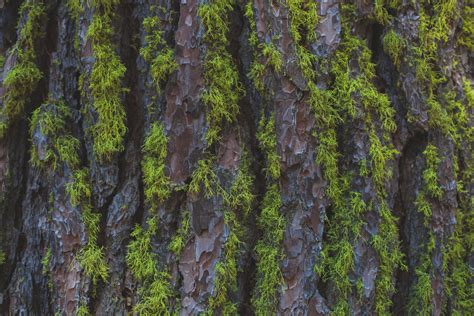 Free Images Nature Branch Texture Moss Bark Pattern