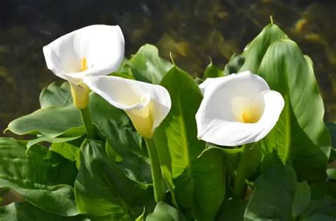 Calla Lily Care After Blooming How To Make Lilies Bloom Pretty Backyard