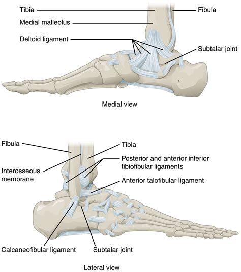 This Figure Shows The Structure Of The Ankle And Feet Joints The Top