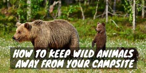 How To Keep Wild Animals Away From Your Campsite Rv Troop