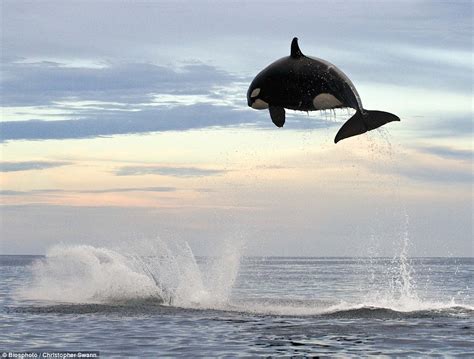 Eight Ton Orca Leaps 15ft Into The Air To Finally Capture Dolphin After