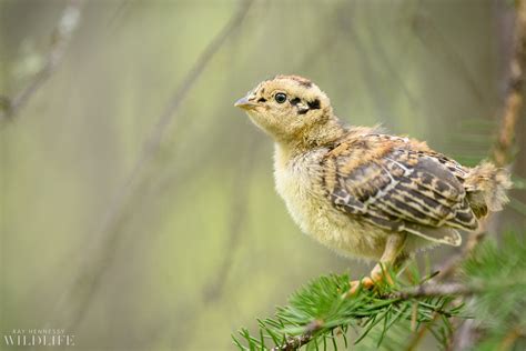 Spruce Grouse Chick — Ray Hennessy Wildlife