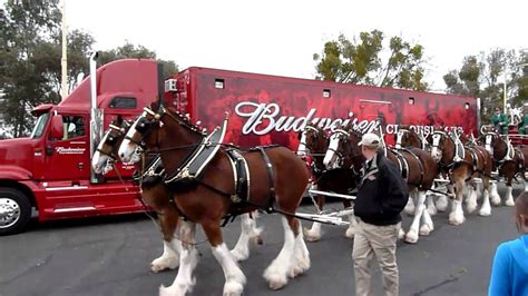 Clydesdales At Fairfield Anheuser Busch Brewery Youtube