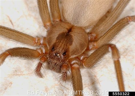 Brown Recluse Spider Loxosceles Reclusa Araneae Sicariidae 5550322