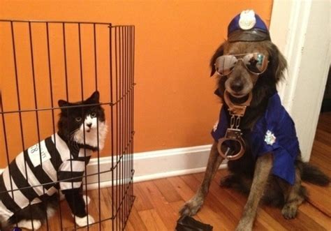 Top 40 Funniest Halloween Costumes For Couples Children And Animals
