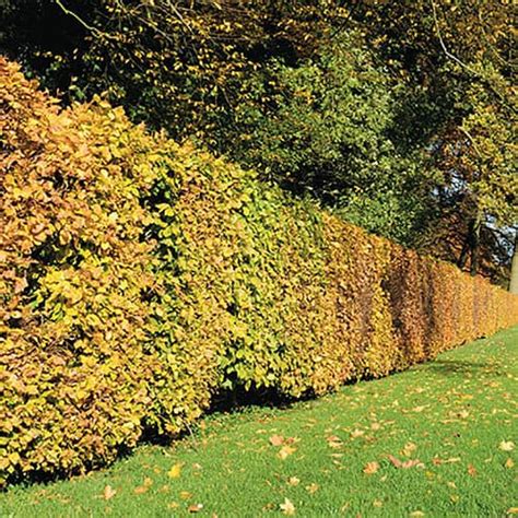 Hedging Pack Beech Fagus Sylvatica Bare Root Trees X 10 1m Yougarden