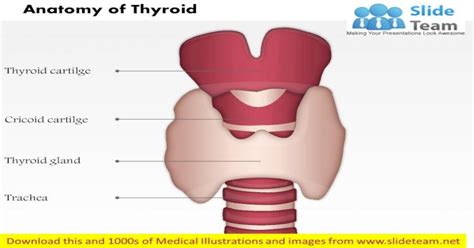 Pdf Neck Hyoid Bone Thyroid Cartilage Thyroid Gland Medical Images