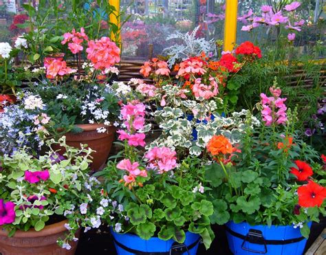 Best 15 Long Blooming Perennials For Containers Gardening Special