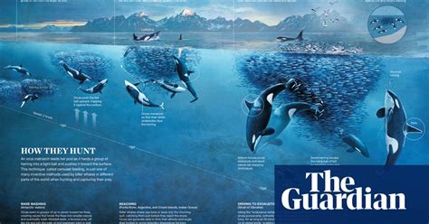 A Century Of National Geographic Infographics In Pictures Art And