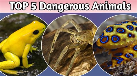 Top 5 Dangerous Animals You Should Never Touch In The World Rk