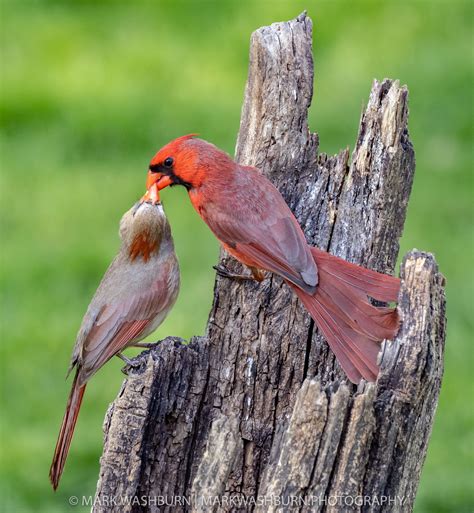 As The Northern Cardinals Prepare For Nesting It Appeared That The
