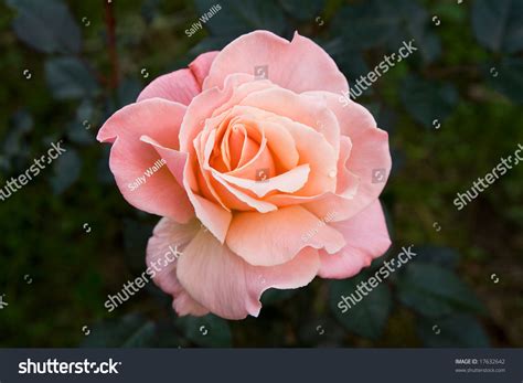 Dusky Pink Rose Captured Late Evening Stock Photo 17632642 Shutterstock