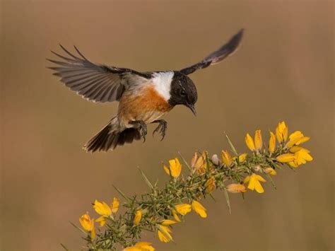 Crowd Results Wild Birds In Flight Bird Photo Contest Photocrowd