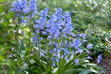 How To Grow And Care For Spanish Bluebells
