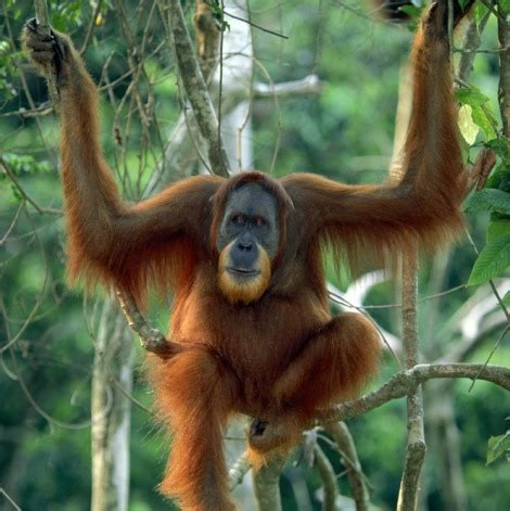Gambar Binatang Langka Dunia Indonesia Hewan Keterangannya Gambar Di