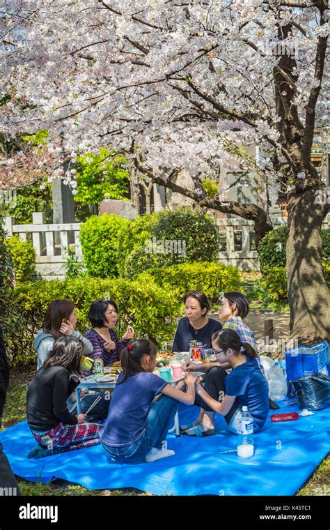 Japanese People Having A Picnic Under Cherry Blossom Trees In Sumida