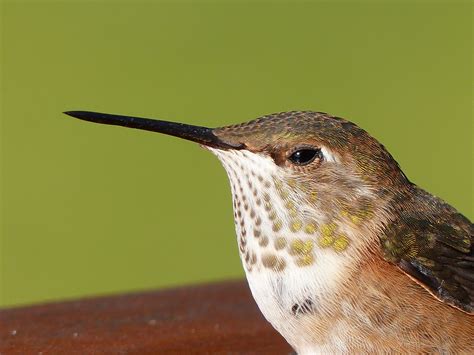 Free Images Nature Wing Animal Wildlife Beak Small Hummingbird