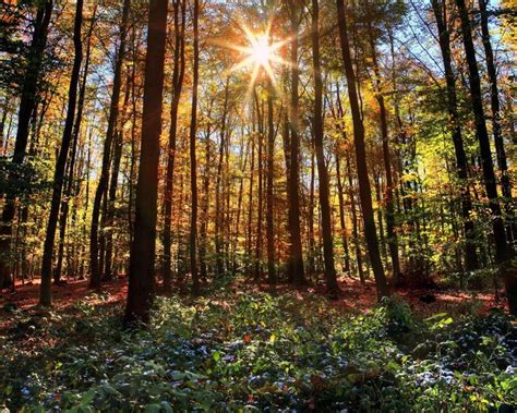 726964 Forests Germany Rays Of Light Rare Gallery Hd Wallpapers