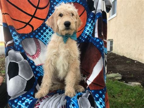 Yuma's litter of barksdale authentic australian labradoodles are a combination of red caramel w white, chocolate w white both mix and parti patterns with fleece. Labradoodle puppy for sale in EAST EARL, PA. ADN-52971 on ...
