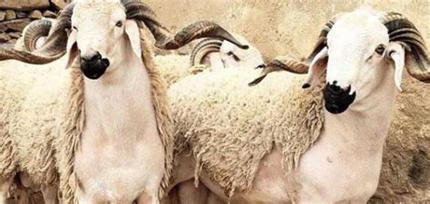 سبحان الله ، من يقول هذا كأنما يقول بأن الدين ناقص ، وأن الرسول صلى الله عليه وسلم أو والحقيقة الوحيدة اضافة الى ما ذكره الشيخ الشيعي أعلاه هي ارتخاء الخاتم أو فتحة الشرج وهي و لذلك فإنه عند ملامسة فتحة الشرج عند المرأه بشكل خاص او ملامسة الارداف والمؤخرة. طريقة ذبح الأضحية - سطور