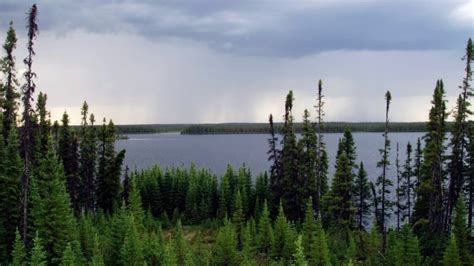Foret Image Where Is Boreal Forest In Canada