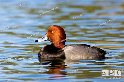 Redhead Duck Aythya Americana Usa Stock Photo Picture And Rights