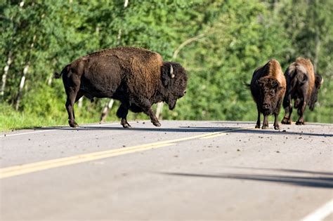Plains Bison Conservation Herds Sidney Blake Photography