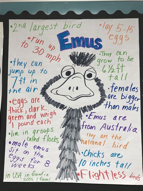 Emu Facts Anchor Chart Emu Egg Anchor Charts Males Bird Birds