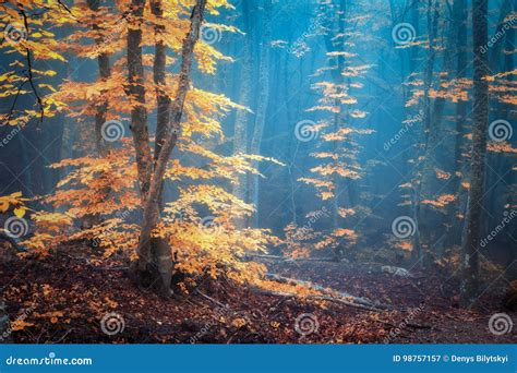 Autumn Foggy Forest Mystical Autumn Forest In Blue Fog Stock Image