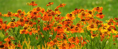 Keep Your Garden Colorful With Late Summer Blooming Perennials