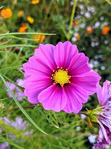 Growing Wildflowers The Martha Stewart Blog