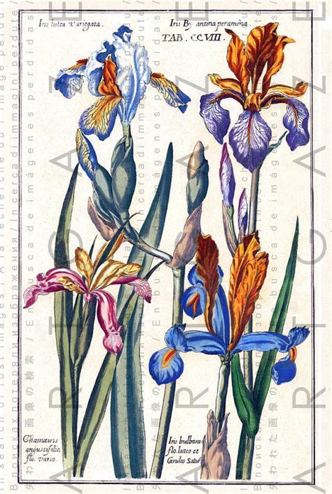 Stunning Iris Flowers Antique Botanical Print Digital By Artgaze
