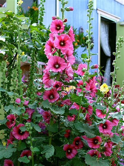 Annies Annuals And Perennials Up With Hollyhocks