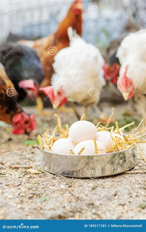 Fresh Chicken Eggs In The Hay On A Farm Selective Focus Stock Image