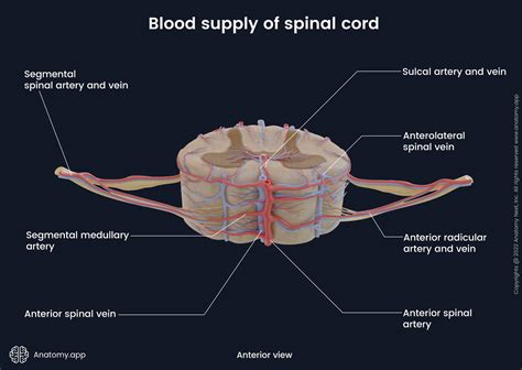 Spinal cord | Encyclopedia | Anatomy.app | Learn anatomy | 3D models