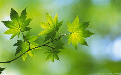 Beautiful Green Leaves Hd Wallpapers Imgmob Desktop Background