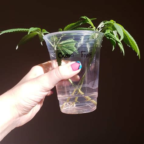 How To Clone Weed In A Cup Of Water Easy Grow Weed Easy