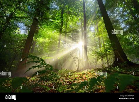 Beautiful Rays Of Sunlight Shining Through The Mist And Green Foliage